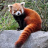 redpanda756